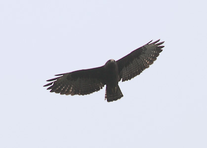 Short-tailed Hawk (Buteo brachyurus) photo