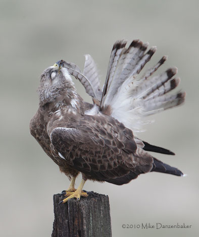 Swainson's Hawk (Buteo swainsoni) photo