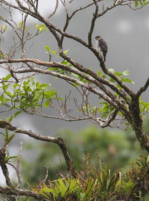 Tiny Hawk (Accipiter superciliosus) photo image