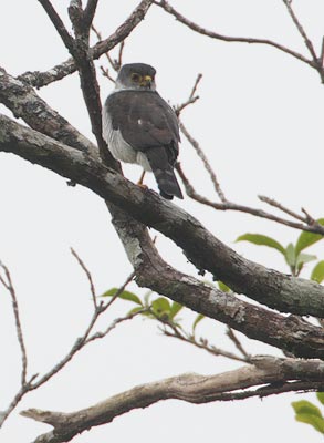 Tiny Hawk (Accipiter superciliosus) photo image