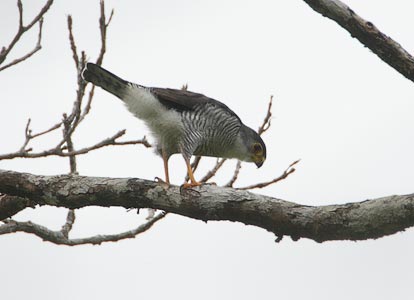 Tiny Hawk (Accipiter superciliosus) photo image