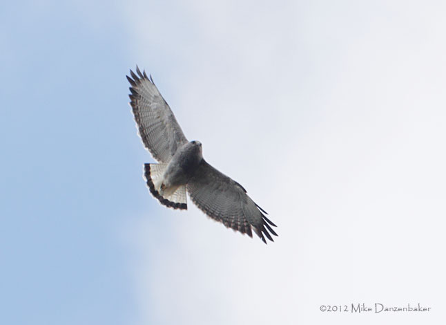 Variable Hawk (Buteo polyosoma) photo