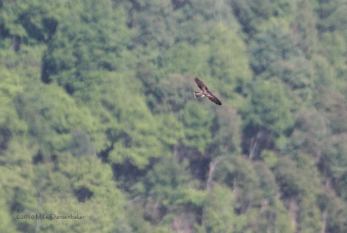 White-throated Hawk (Buteo albigula) photo image