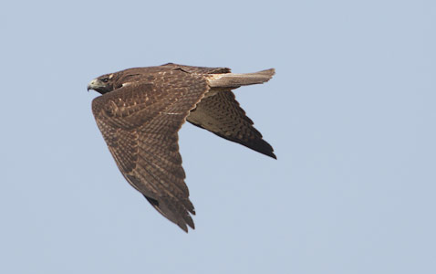 White-tailed Hawk (Buteo albicaudatus) photo