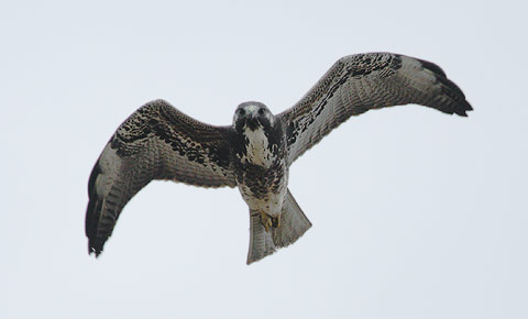 White-tailed Hawk (Buteo albicaudatus) photo