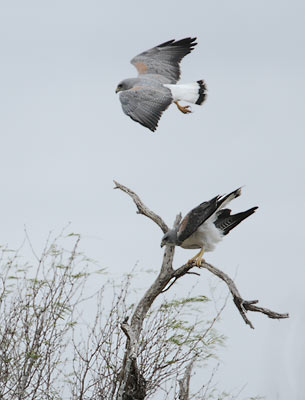 White-tailed Hawk (Buteo albicaudatus) photo