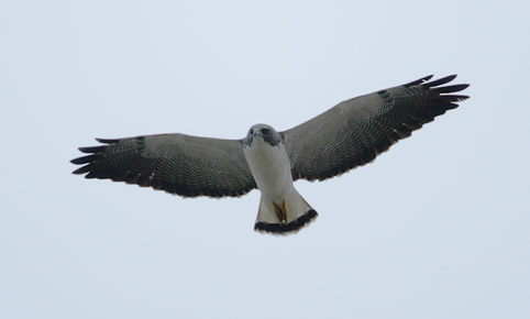 White-tailed Hawk (Buteo albicaudatus) photo