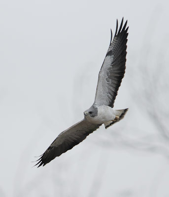 White-tailed Hawk (Buteo albicaudatus) photo