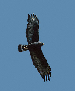 Zone-tailed Hawk (Buteo albonotatus) photo image