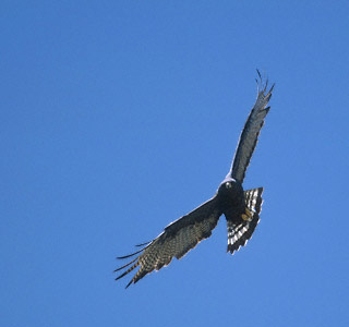 Zone-tailed Hawk (Buteo albonotatus) photo image