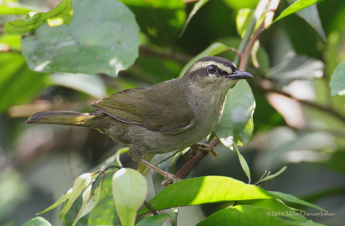 Green Hylia (Hylia prasina) photo image