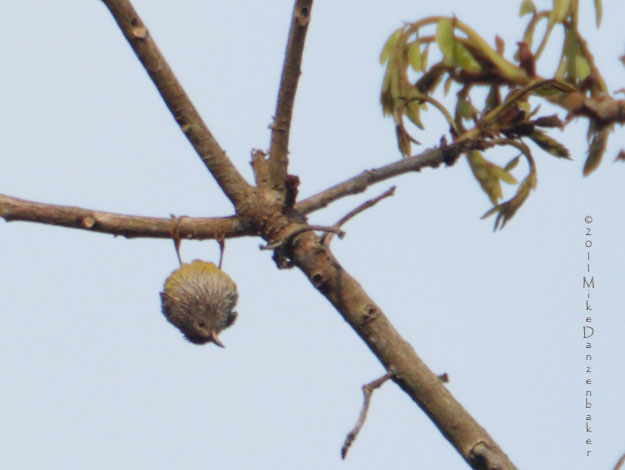 Tit Hylia (Pholidornis rushiae) photo image