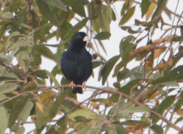 Village Indigobird (Vidua chalybeata) photo image