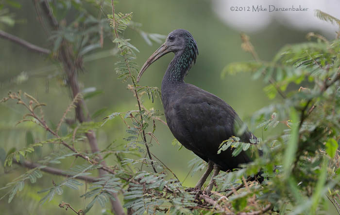 Green Ibis (Mesembrinibis cayennensis) photo