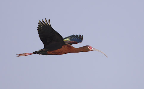 White-faced Ibis (Plegadis chihi) photo image