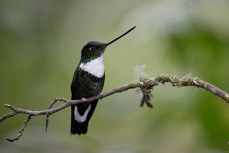 Collared Inca (Coeligena torquata) photo image