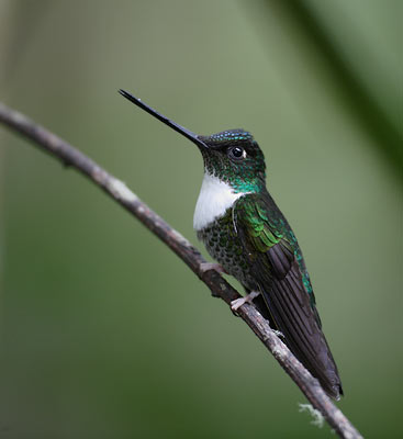 Collared Inca (Coeligena torquata) photo image