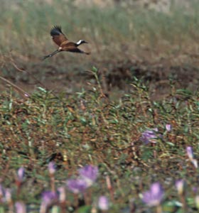 Madagascar Jacana (Actophilornis albinucha) photo image