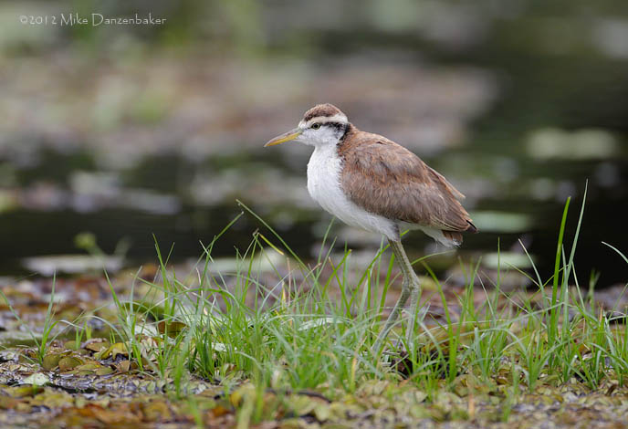 Northern Jacana (Jacana spinosa) photo image