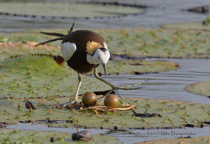 Pheasant-tailed Jacana (Hydrophasianus chirurgus) photo image