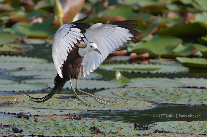 Pheasant-tailed Jacana (Hydrophasianus chirurgus) photo image