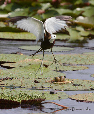 Pheasant-tailed Jacana (Hydrophasianus chirurgus) photo image