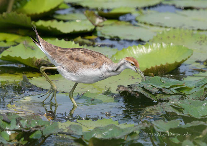 Pheasant-tailed Jacana (Hydrophasianus chirurgus) photo image