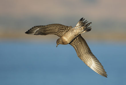 Long-tailed Jaeger (Stercorarius longicaudus) photo image