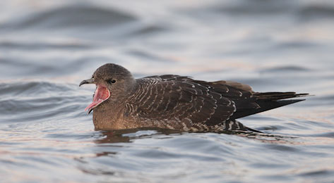 Long-tailed Jaeger (Stercorarius longicaudus) photo image