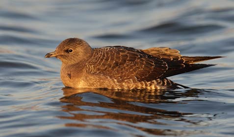 Long-tailed Jaeger (Stercorarius longicaudus) photo image