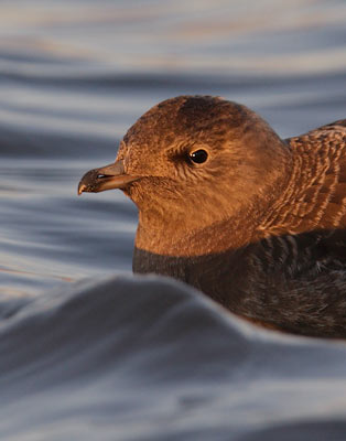 Long-tailed Jaeger (Stercorarius longicaudus) photo image