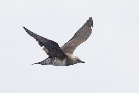 Long-tailed Jaeger (Stercorarius longicaudus) photo image