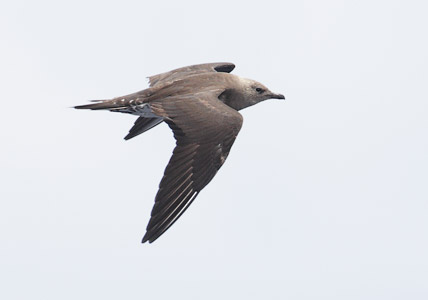 Long-tailed Jaeger (Stercorarius longicaudus) photo image