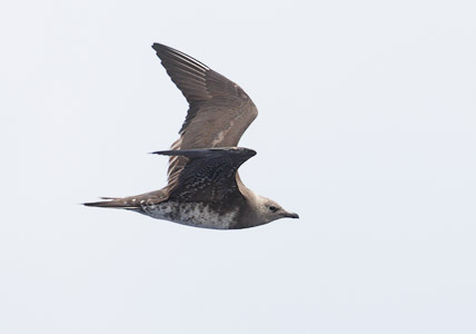 Long-tailed Jaeger (Stercorarius longicaudus) photo image