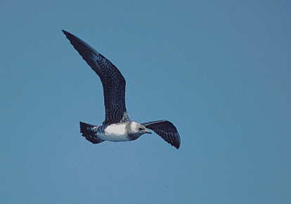 Long-tailed Jaeger (Stercorarius longicaudus) photo image