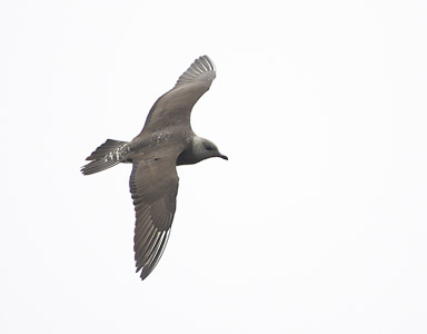 Long-tailed Jaeger (Stercorarius longicaudus) photo image
