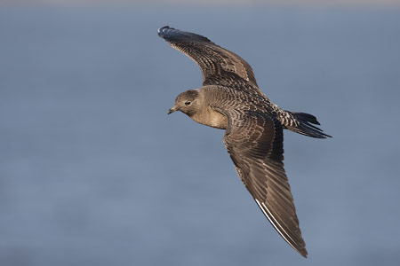 Long-tailed Jaeger (Stercorarius longicaudus) photo image