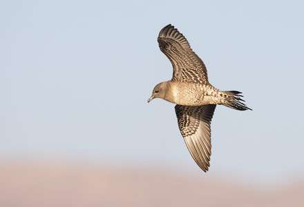 Long-tailed Jaeger (Stercorarius longicaudus) photo image