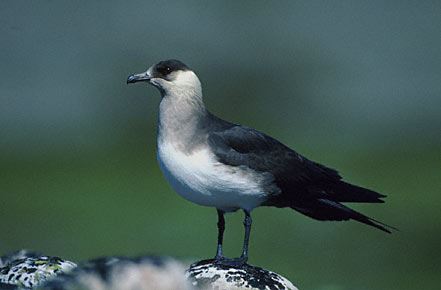 Parasitic Jaeger (Stercorarius parasiticus) photo image