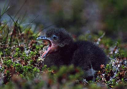 Parasitic Jaeger (Stercorarius parasiticus) photo image