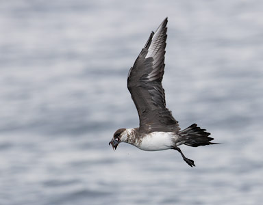 Parasitic Jaeger (Stercorarius parasiticus) photo image