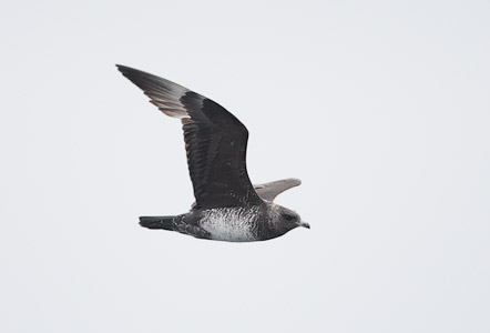 Pomarine Jaeger (Stercorarius pomarinus) photo