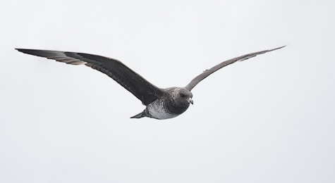 Pomarine Jaeger (Stercorarius pomarinus) photo