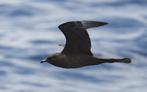 Pomarine Jaeger (Stercorarius pomarinus) photo image