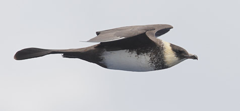 Pomarine Skua (Stercorarius pomarinus) photo