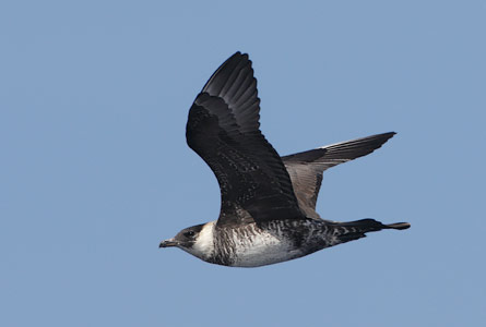 Pomarine Jaeger (Stercorarius pomarinus) photo image
