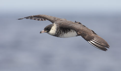 Pomarine Jaeger (Stercorarius pomarinus) photo image