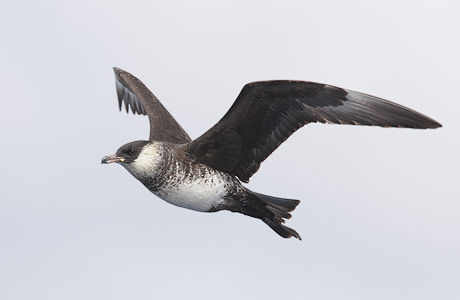 Pomarine Jaeger (Stercorarius pomarinus) photo image