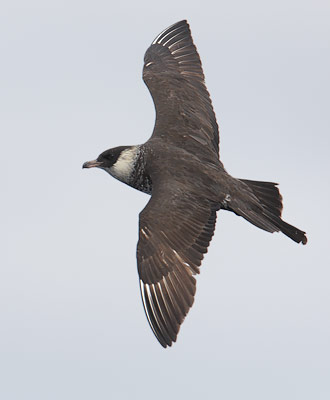 Pomarine Jaeger (Stercorarius pomarinus) photo image