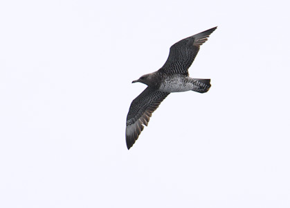 Pomarine Jaeger (Stercorarius pomarinus) photo